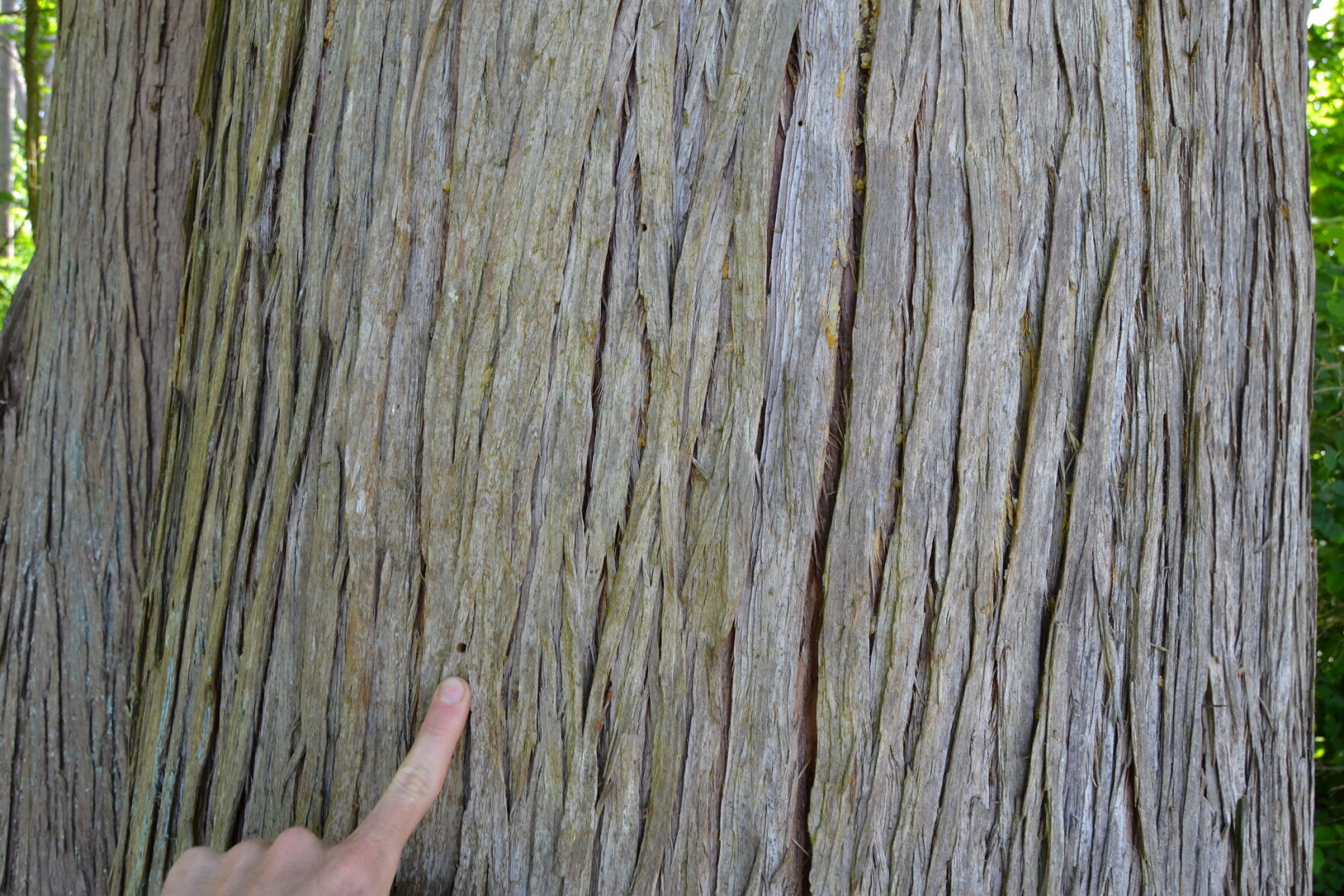Western Redcedar 2